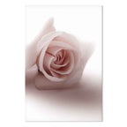 Pastel Pink Rose Floral Canvas Print