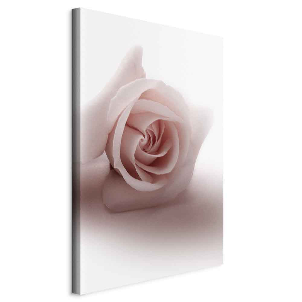 Pastel Pink Rose Floral Canvas Print