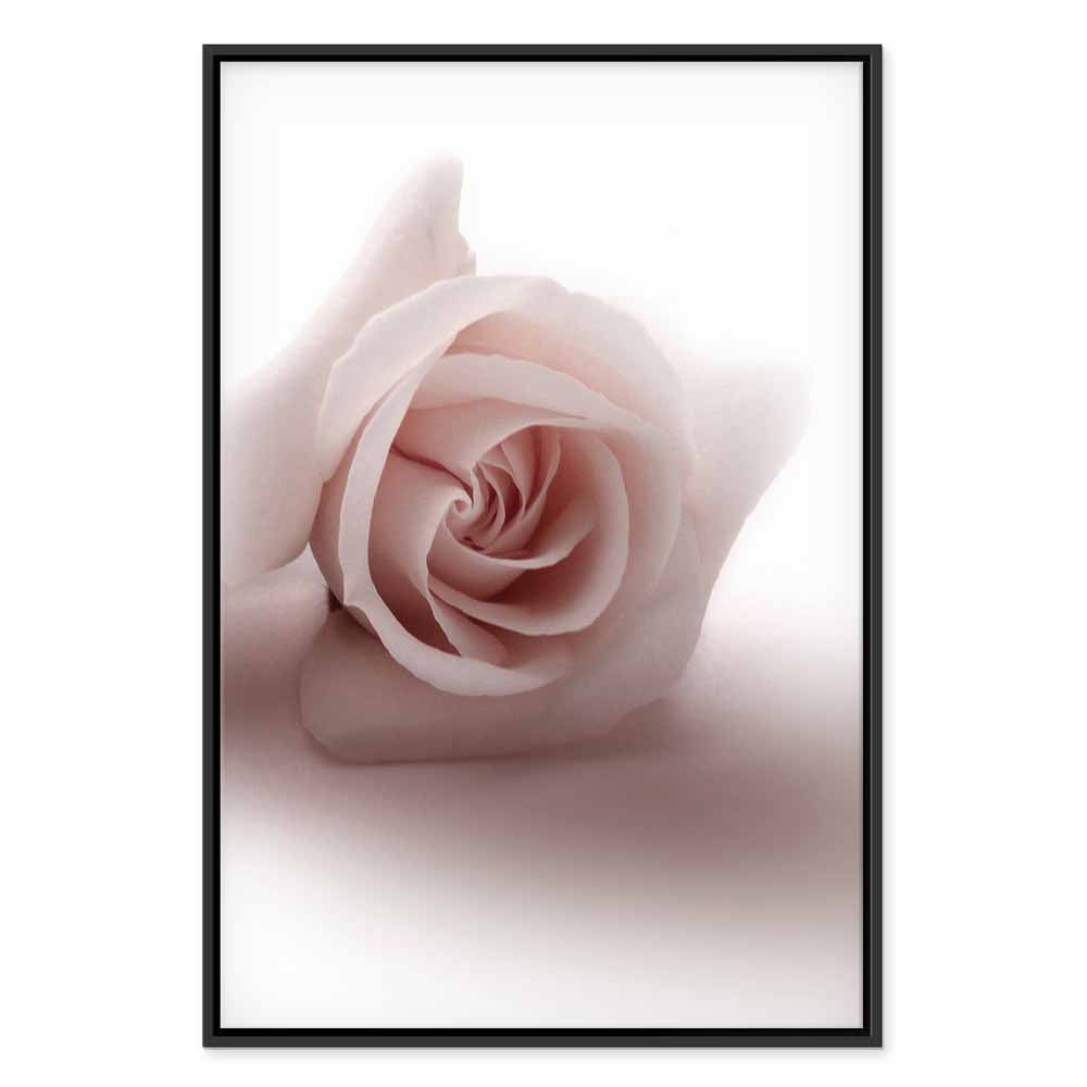 Pastel Pink Rose Floral Canvas Print