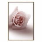 Pastel Pink Rose Floral Canvas Print