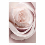 Porcelain Rose Floral Poster