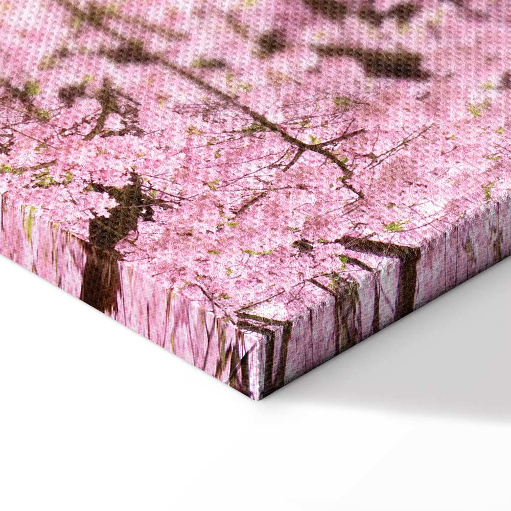Cherry Blossom Tree Spring Canvas Print