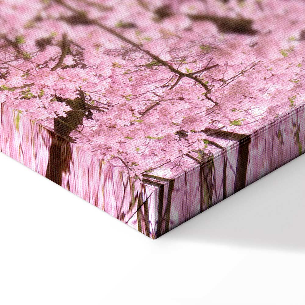 Cherry Blossom Tree Spring Canvas Print