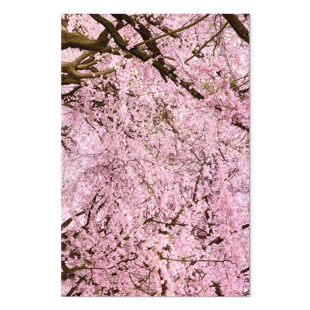 Cherry Blossom Tree Spring Canvas Print