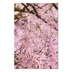 Cherry Blossom Tree Spring Canvas Print