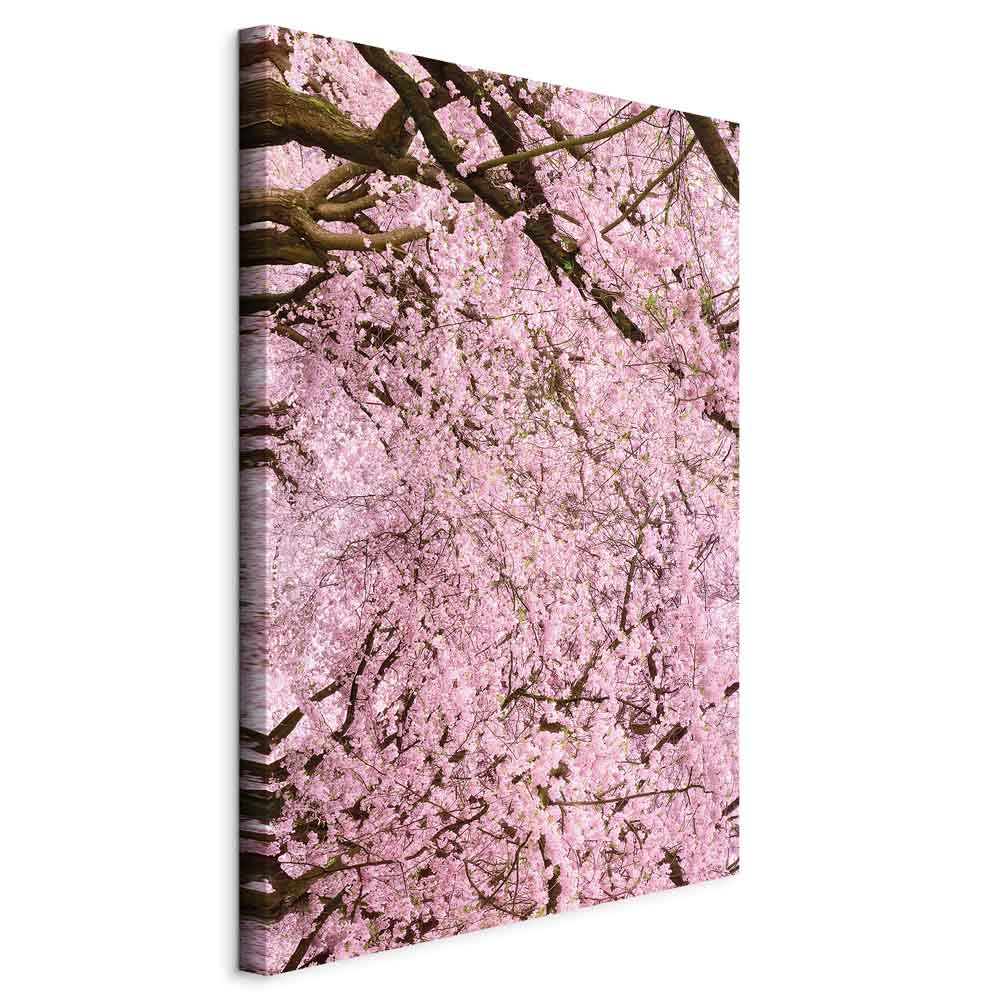 Cherry Blossom Tree Spring Canvas Print