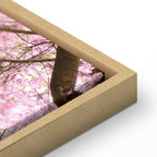 Cherry Blossom Tree Spring Canvas Print