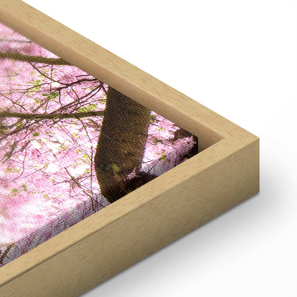 Cherry Blossom Tree Spring Canvas Print
