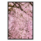 Cherry Blossom Tree Spring Canvas Print
