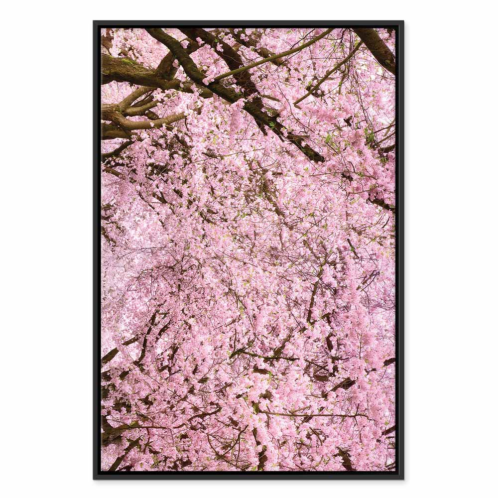 Cherry Blossom Tree Spring Canvas Print