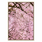 Cherry Blossom Tree Spring Canvas Print