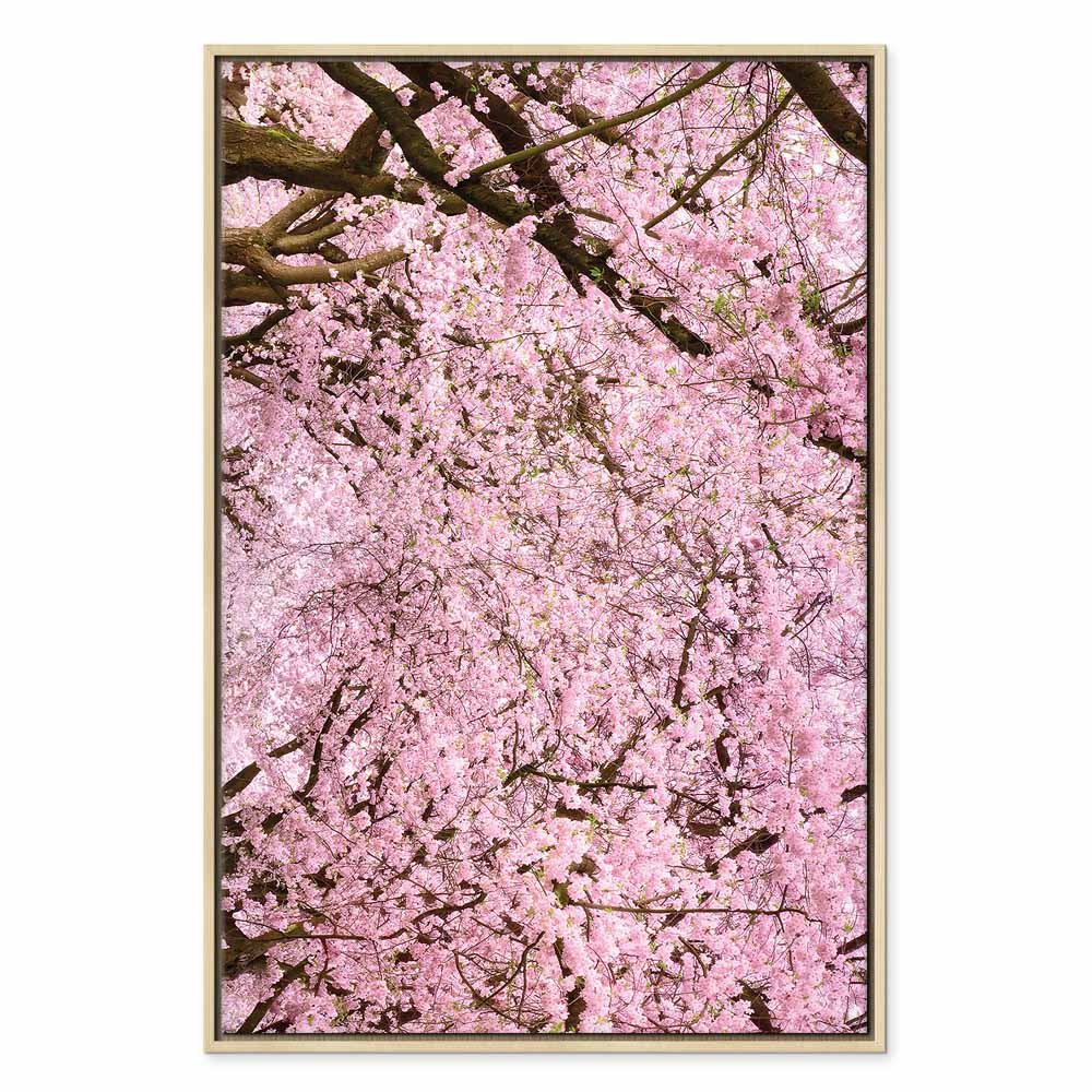 Cherry Blossom Tree Spring Canvas Print