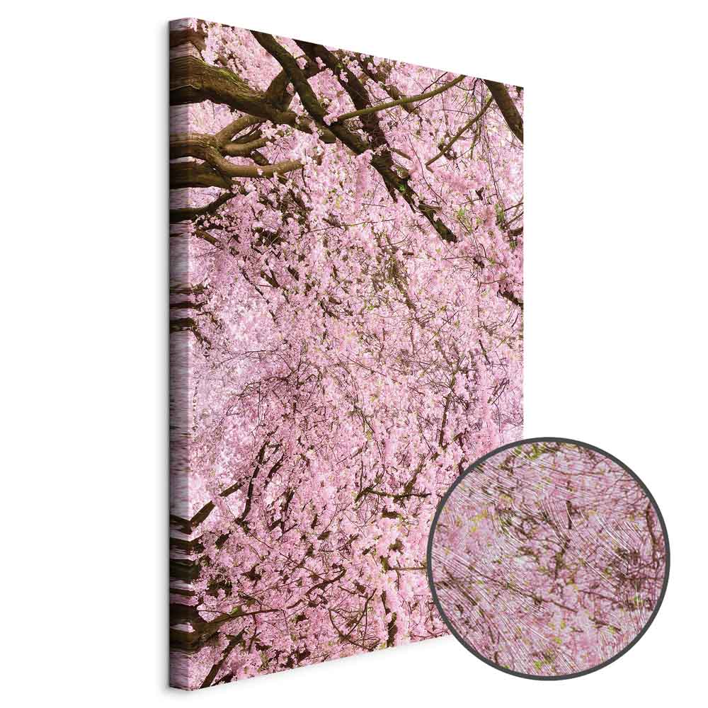 Cherry Blossom Tree Spring Canvas Print