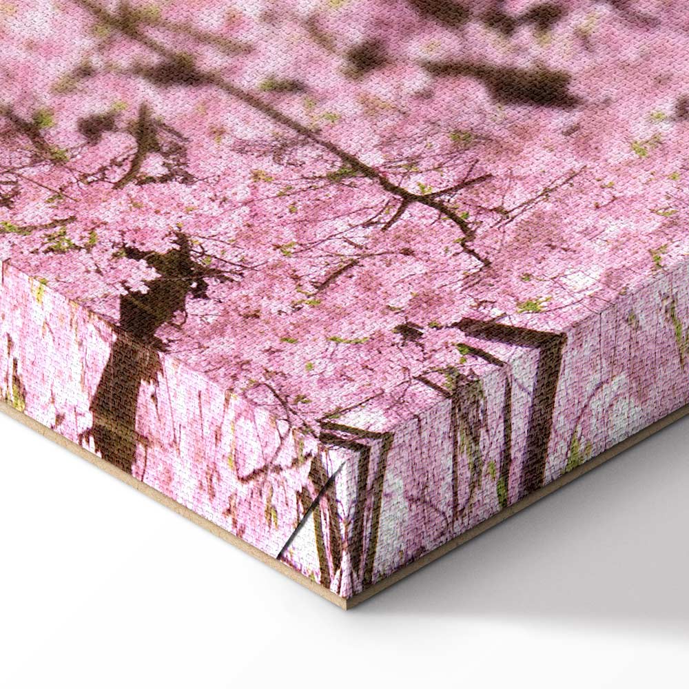 Cherry Blossom Tree Spring Canvas Print
