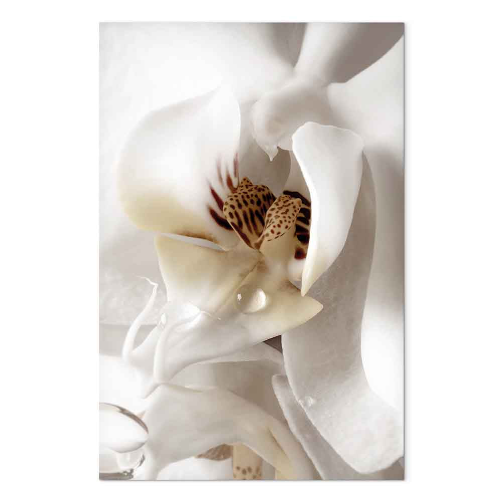 Magnolia Flower Nature Canvas Print