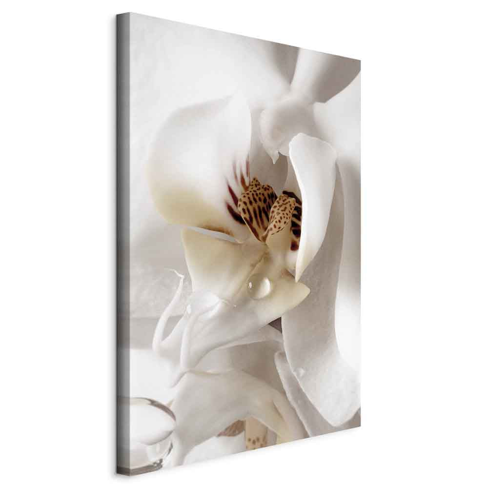 Magnolia Flower Nature Canvas Print