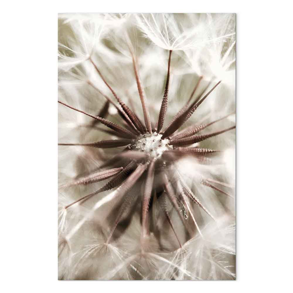 Dandelion Flowers Nature Photo Canvas Print