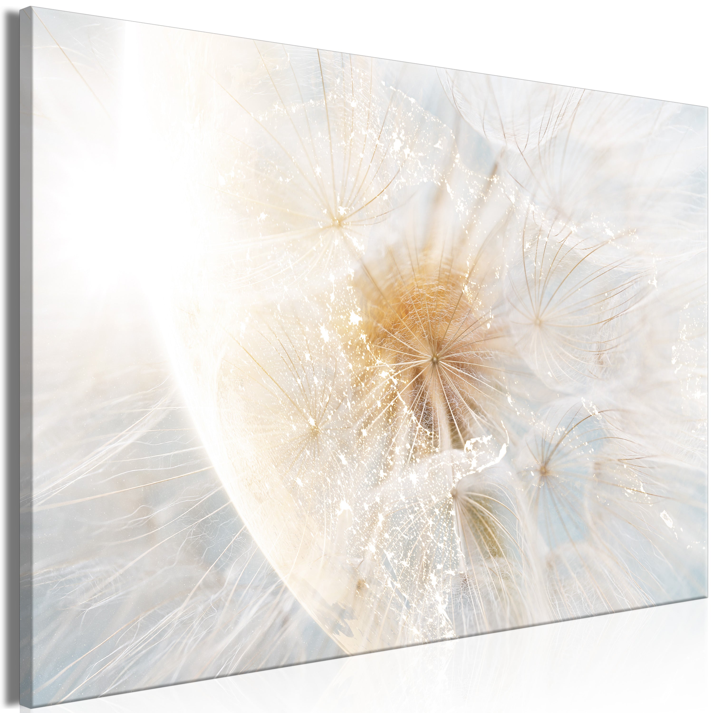 Canvas Print - Dandelion in the Sun (1 Part) Wide