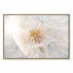 Sunlit Dandelion Nature Canvas Print