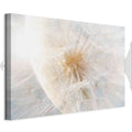 Sunlit Dandelion Nature Canvas Print