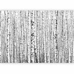 Birch Forest Nature Wall Mural