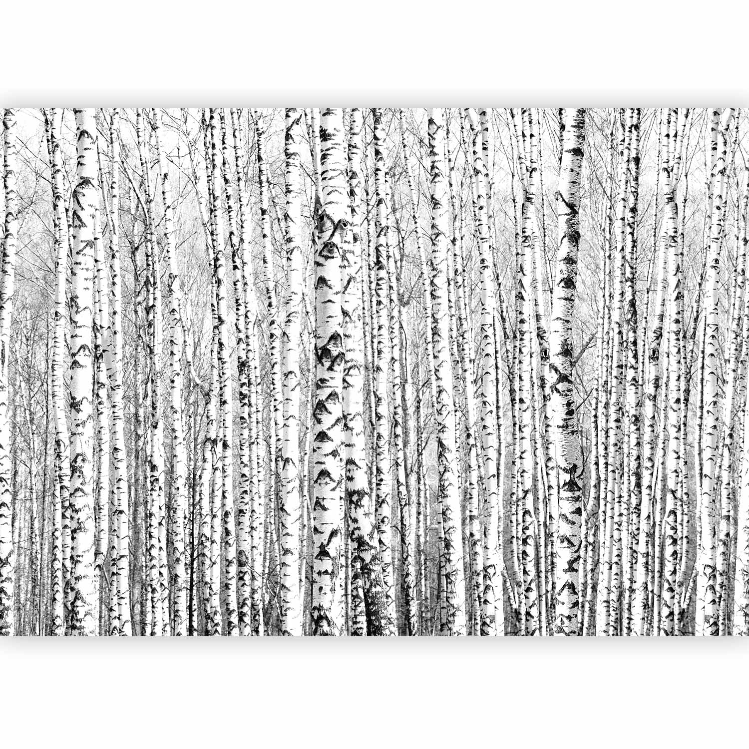 Birch Forest Nature Wall Mural