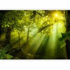 Secret Forest Trees Nature Wall Mural