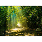 Forest Road in Sunlight Wall Mural