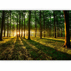 Morning Forest Green Nature Wall Mural