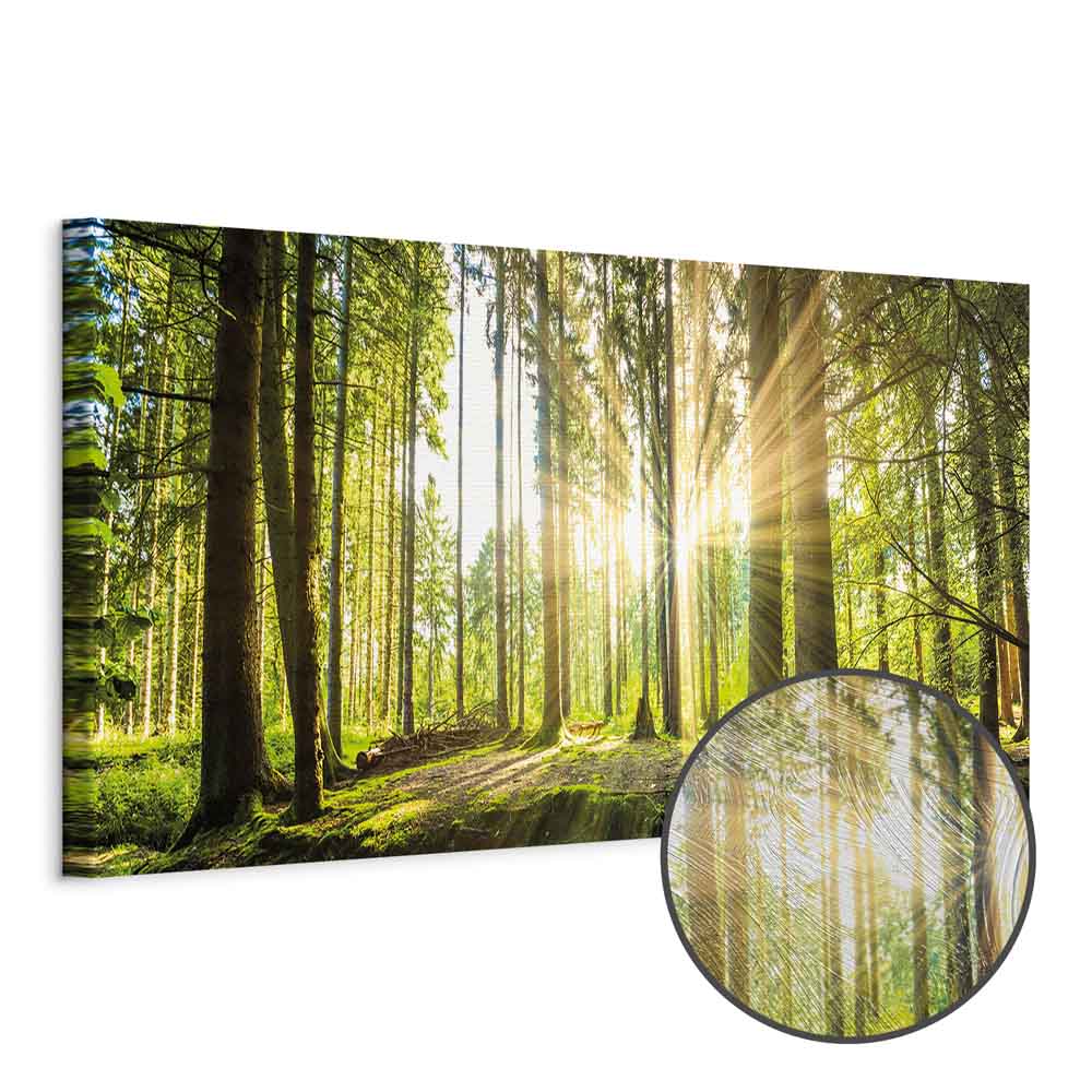 Daylight Forest Trees Canvas Print