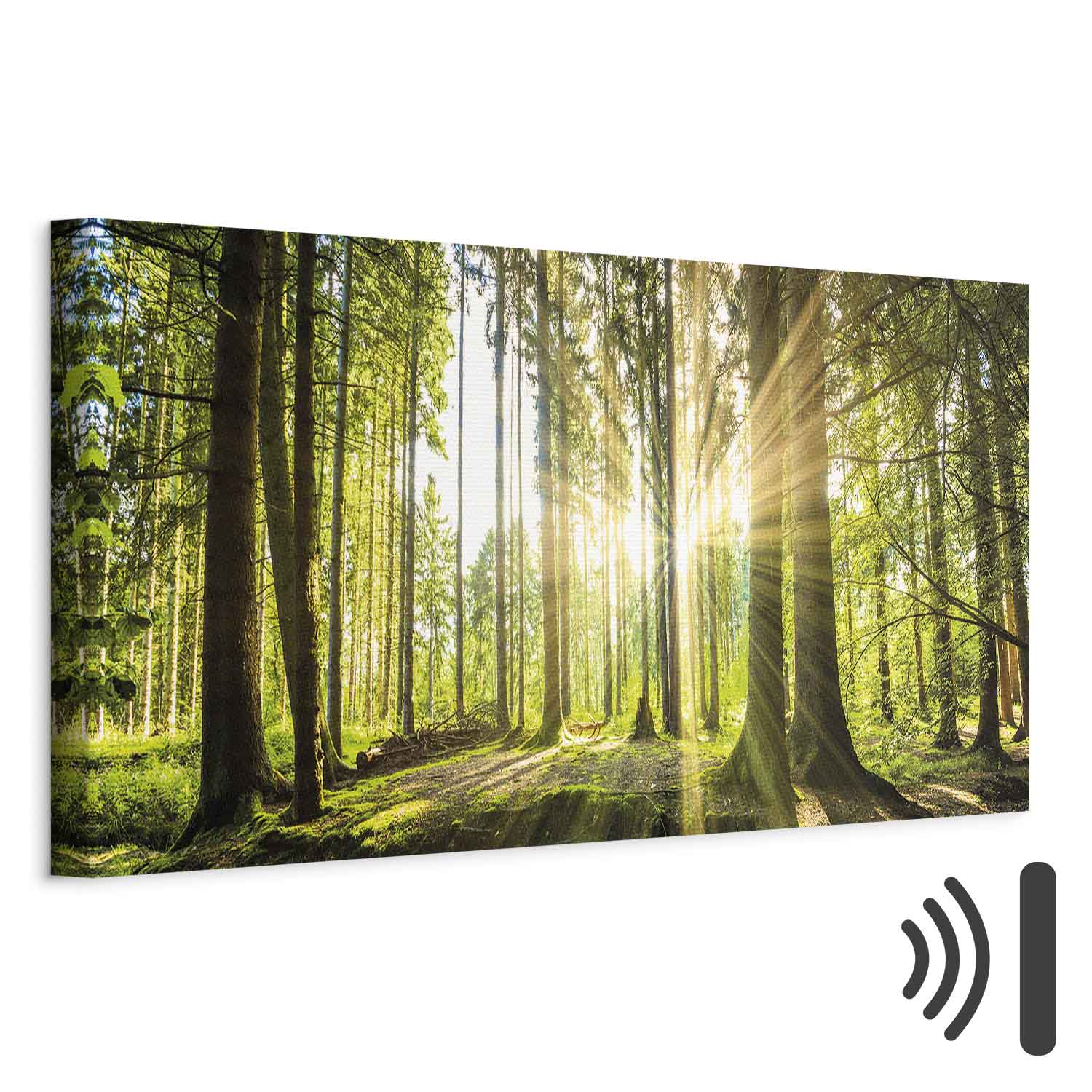 Daylight Forest Trees Canvas Print