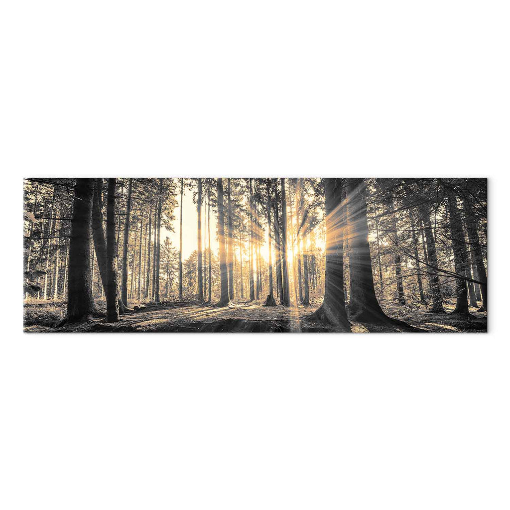 Sunlit Forest Landscape Canvas Print