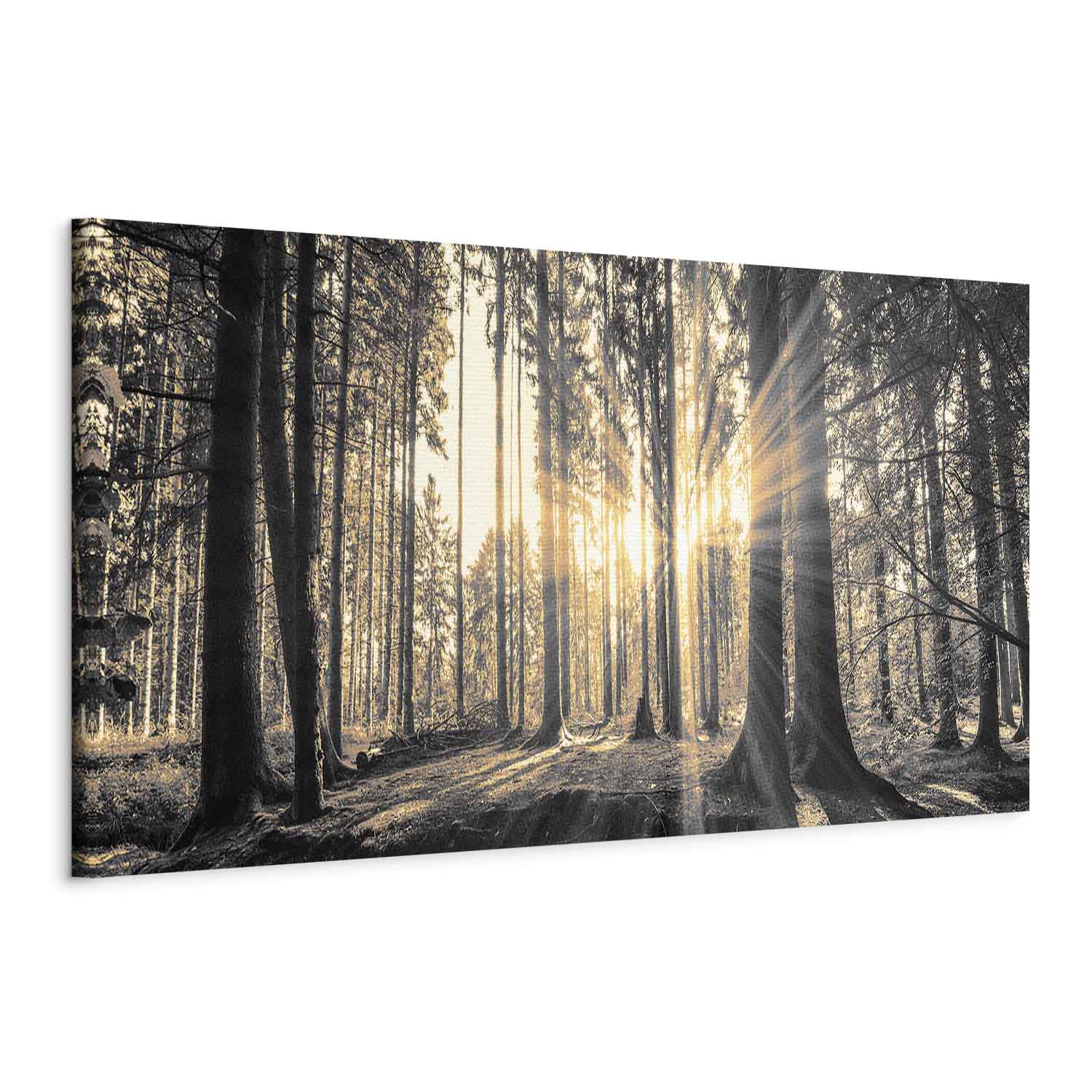 Sunlit Forest Landscape Canvas Print