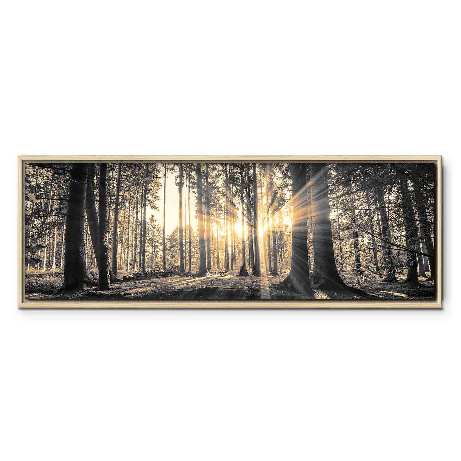 Sunlit Forest Landscape Canvas Print