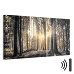 Sunlit Forest Landscape Canvas Print