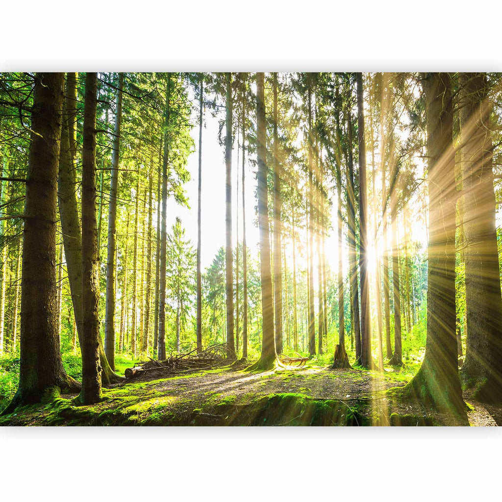 Misty Forest Trees Wall Mural