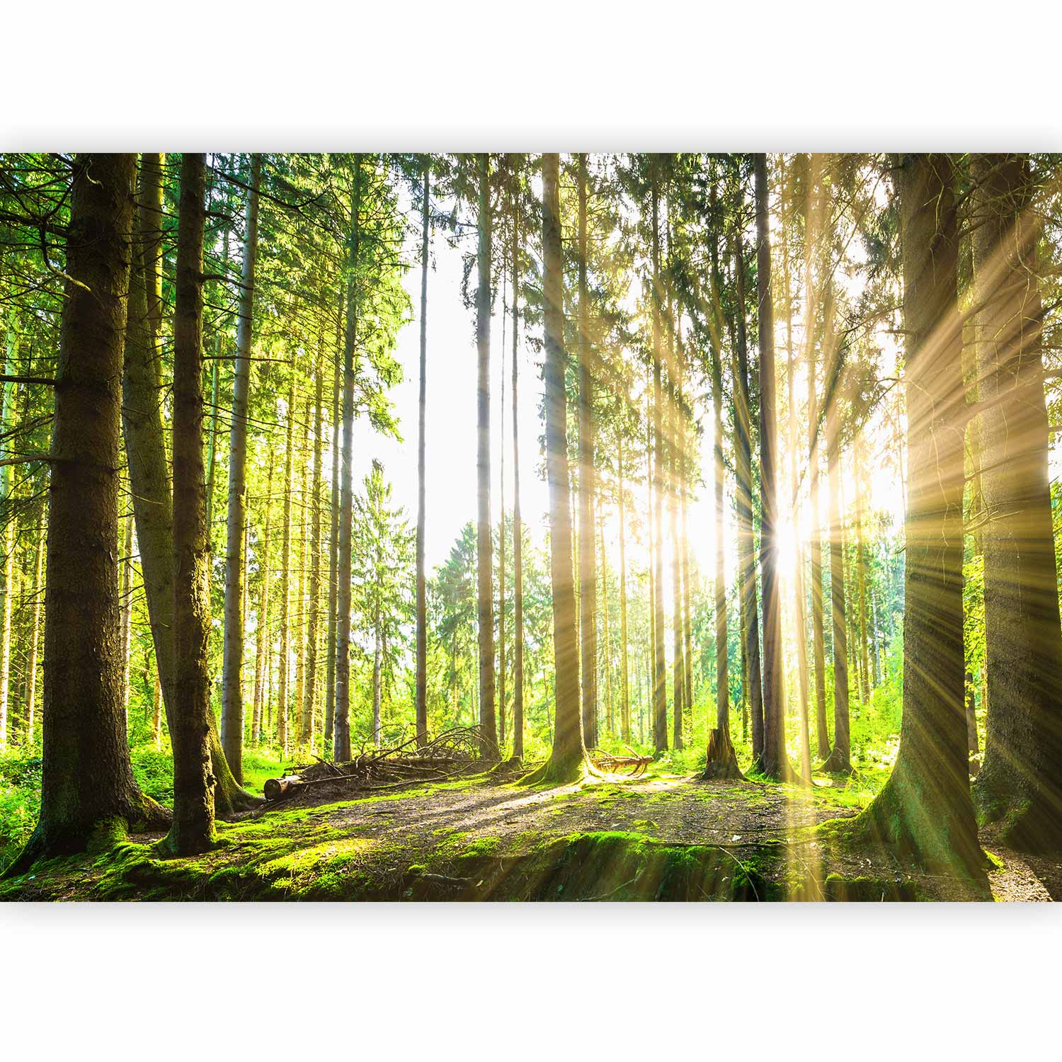 Misty Forest Trees Wall Mural