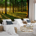 Mystical Forest Morning Landscape Wall Mural