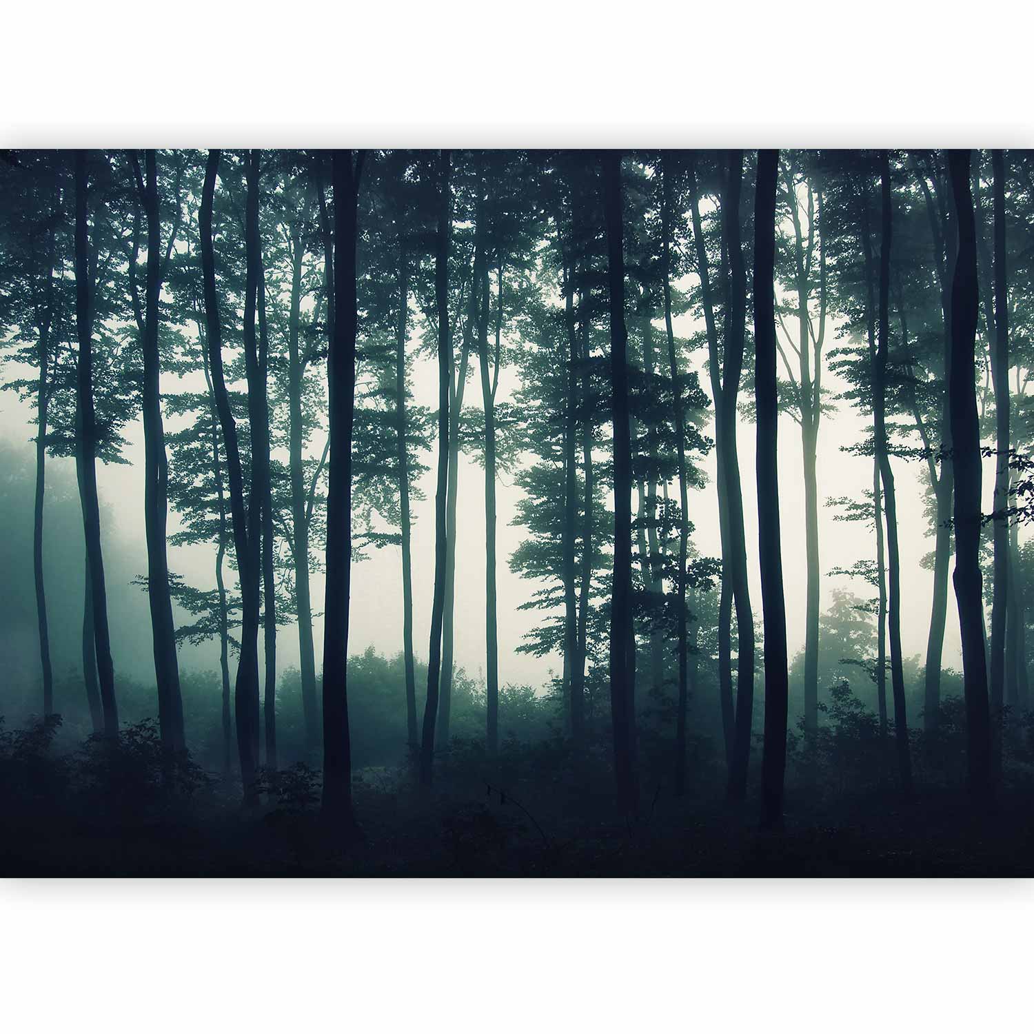 Dark Forest Trees Nature Wall Mural