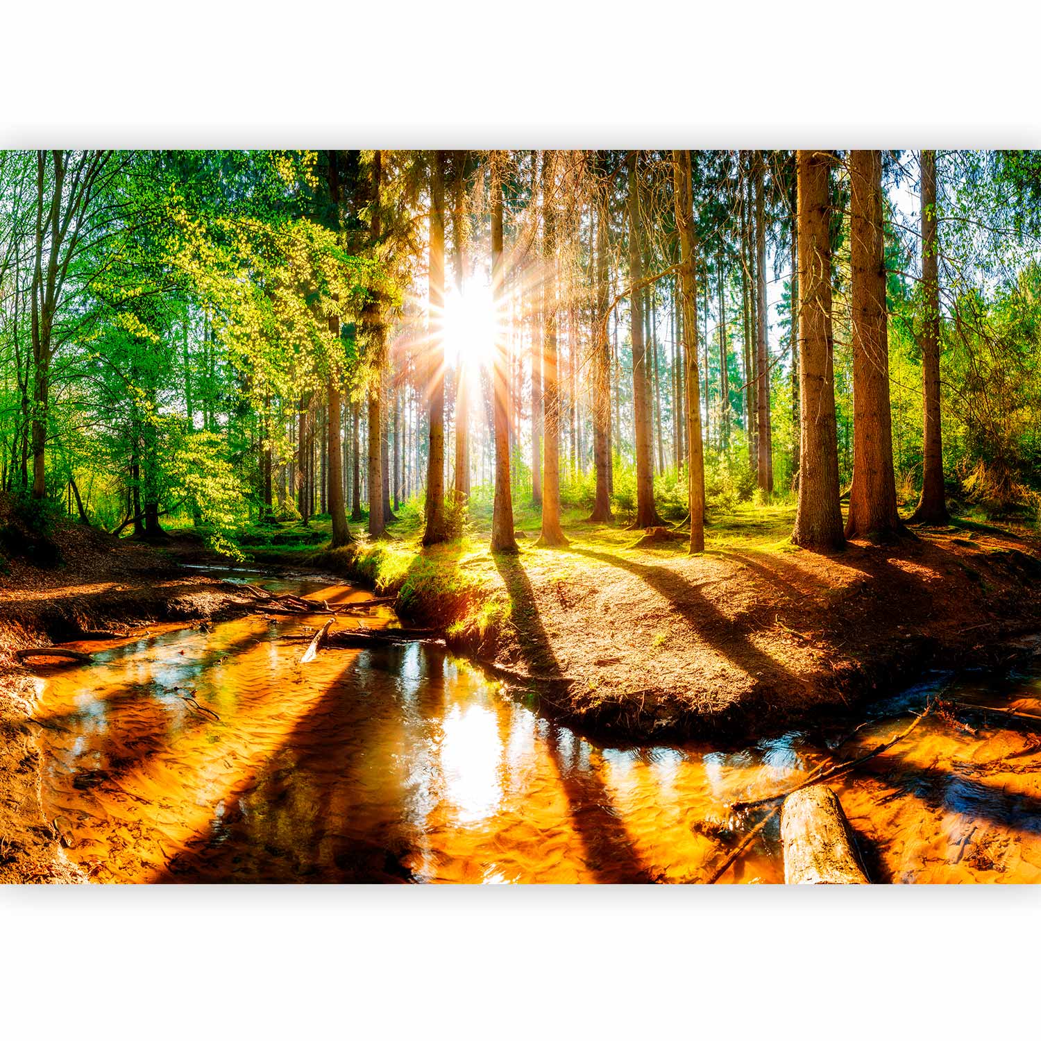 Forest River Landscape Wall Mural