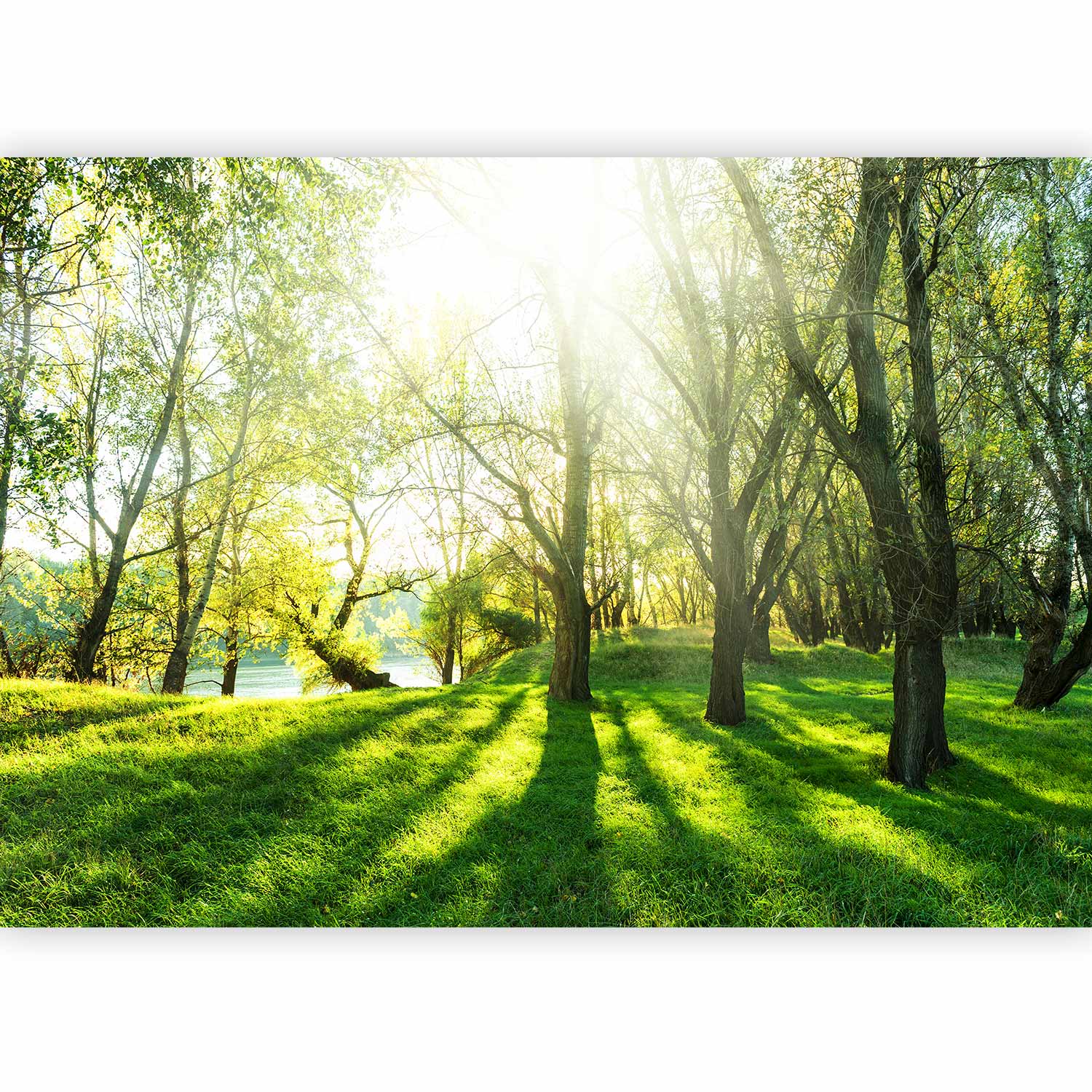 Sunny Green Forest Landscape Wall Mural