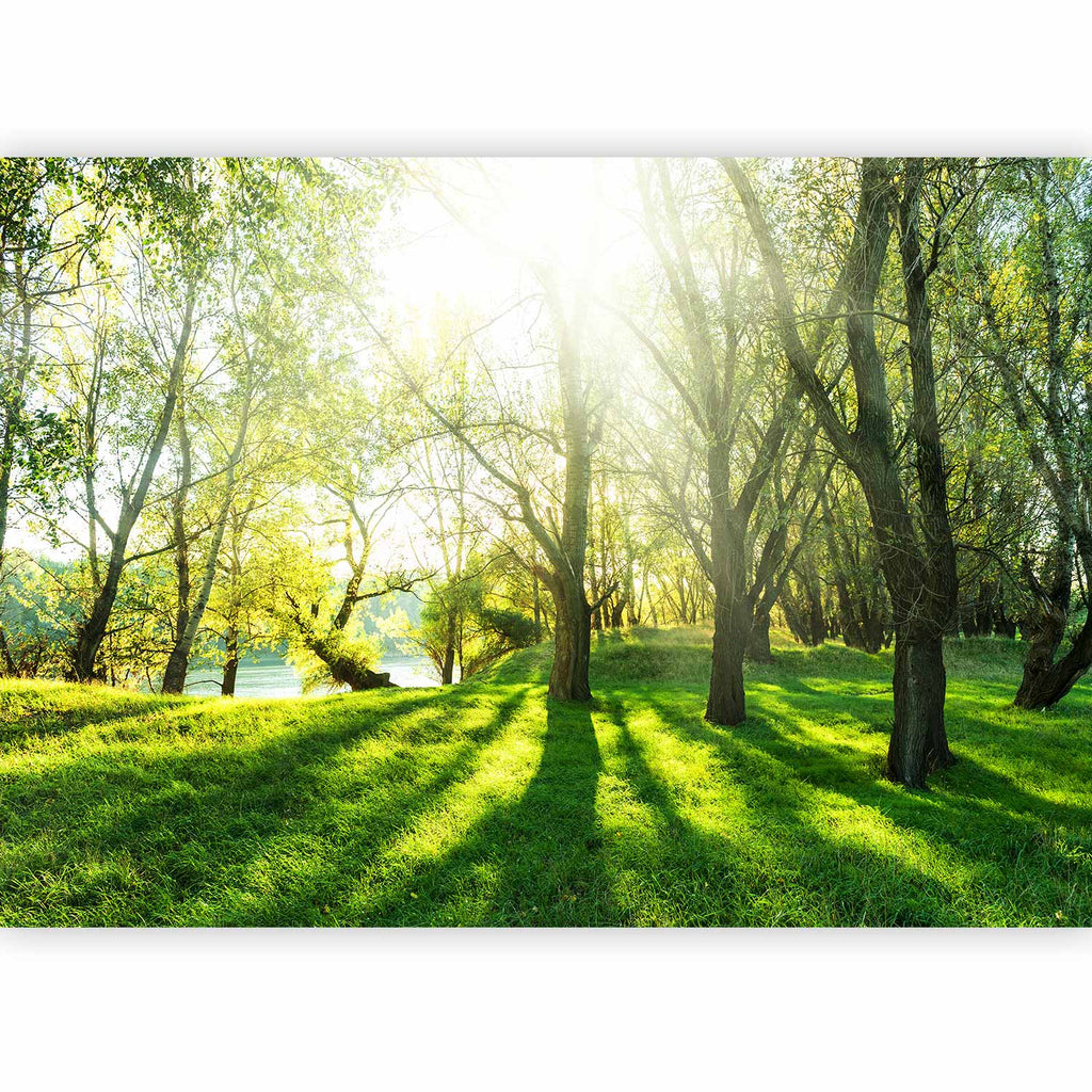 Sunny Green Forest Landscape Wall Mural