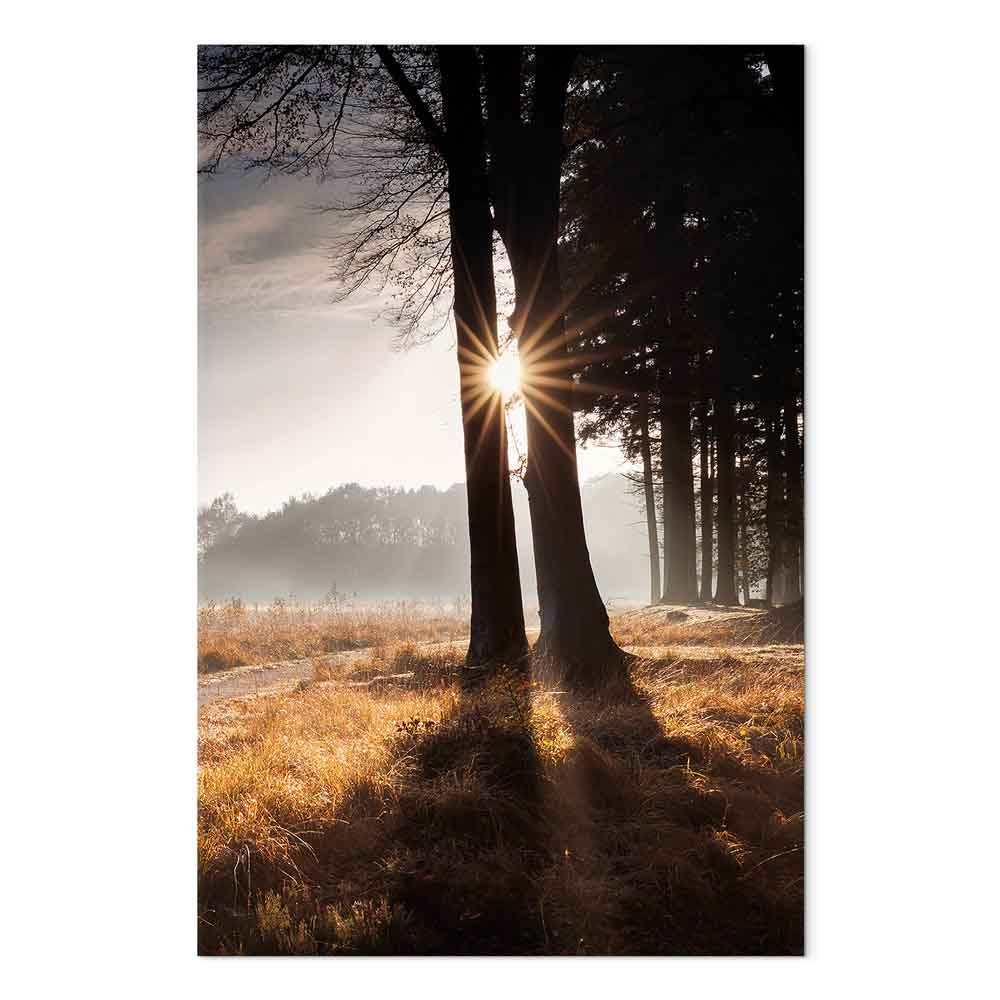 Sunlit Forest Trees Vertical Canvas Print