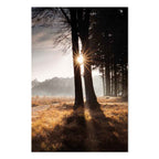 Sunlit Forest Trees Vertical Canvas Print