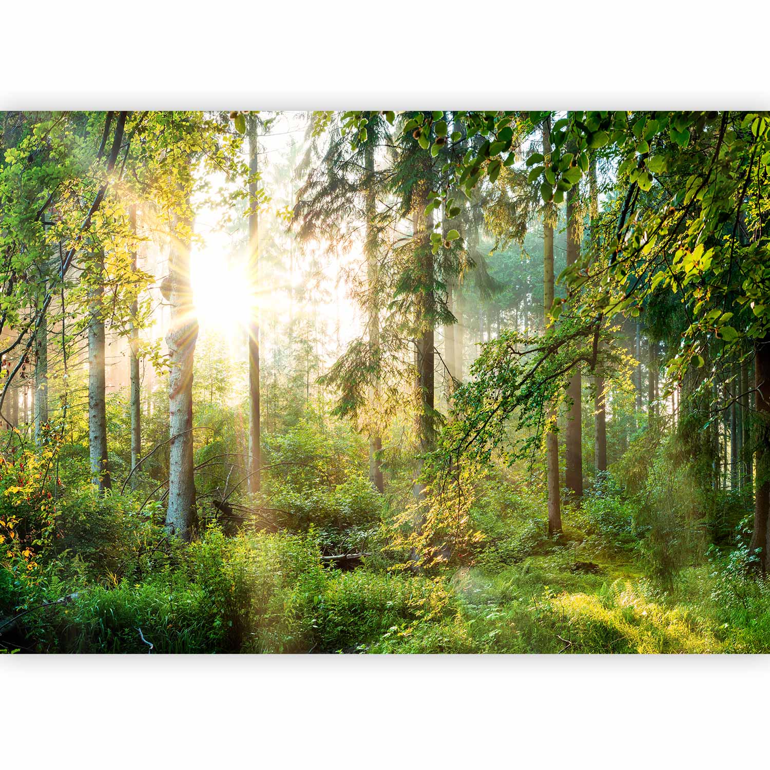 Untamed Forest Landscape Wall Mural