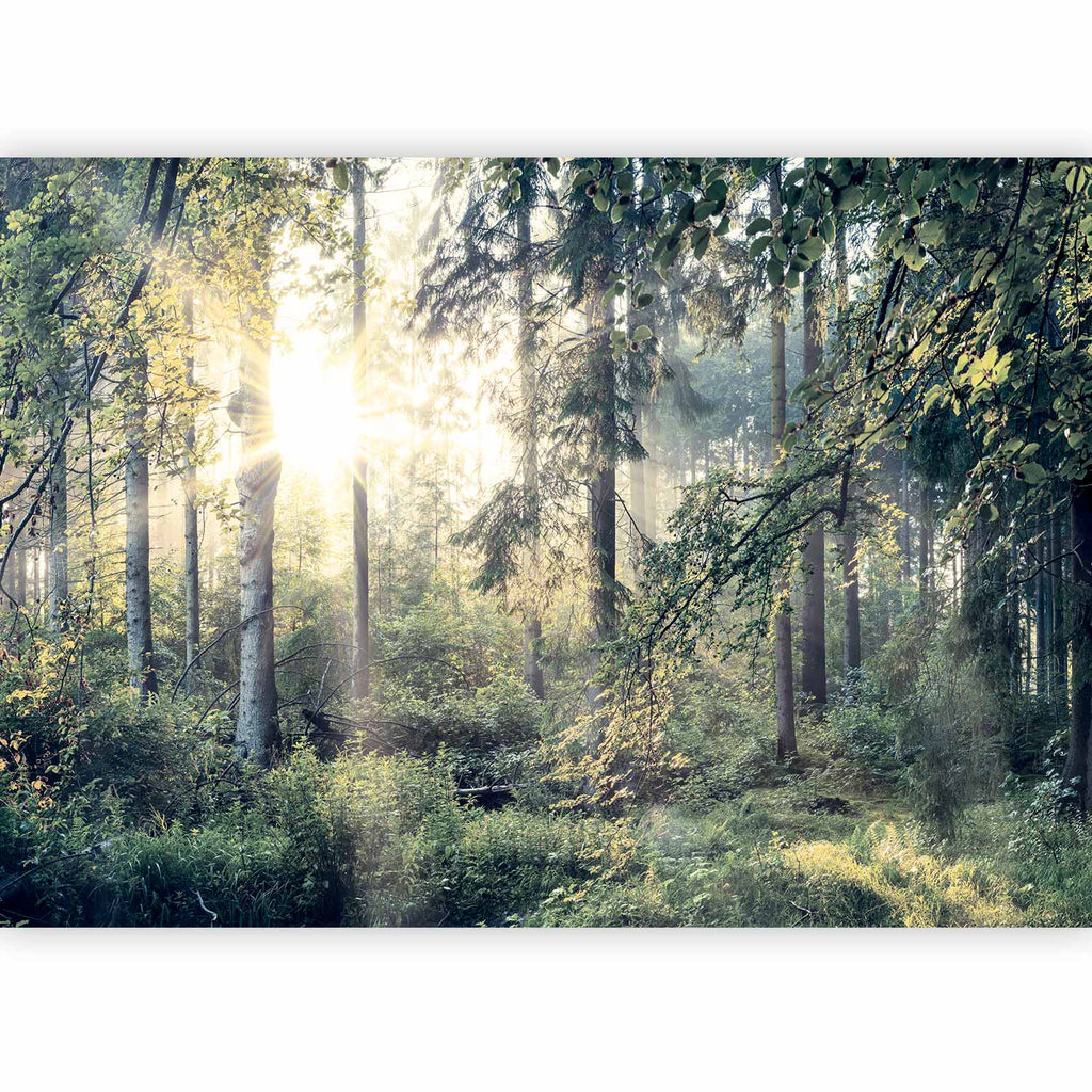 Forest Trees Landscape Wall Mural