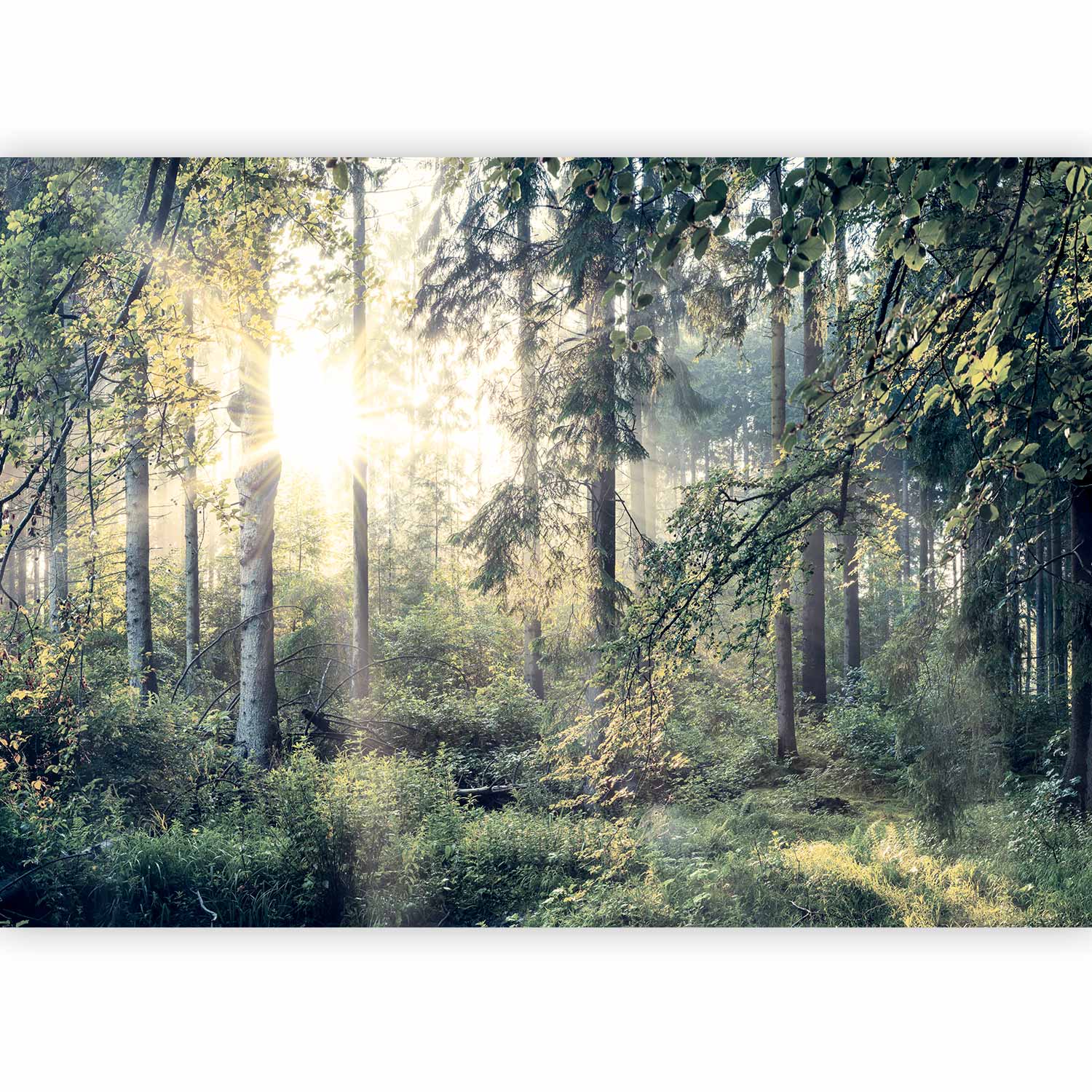 Forest Trees Landscape Wall Mural