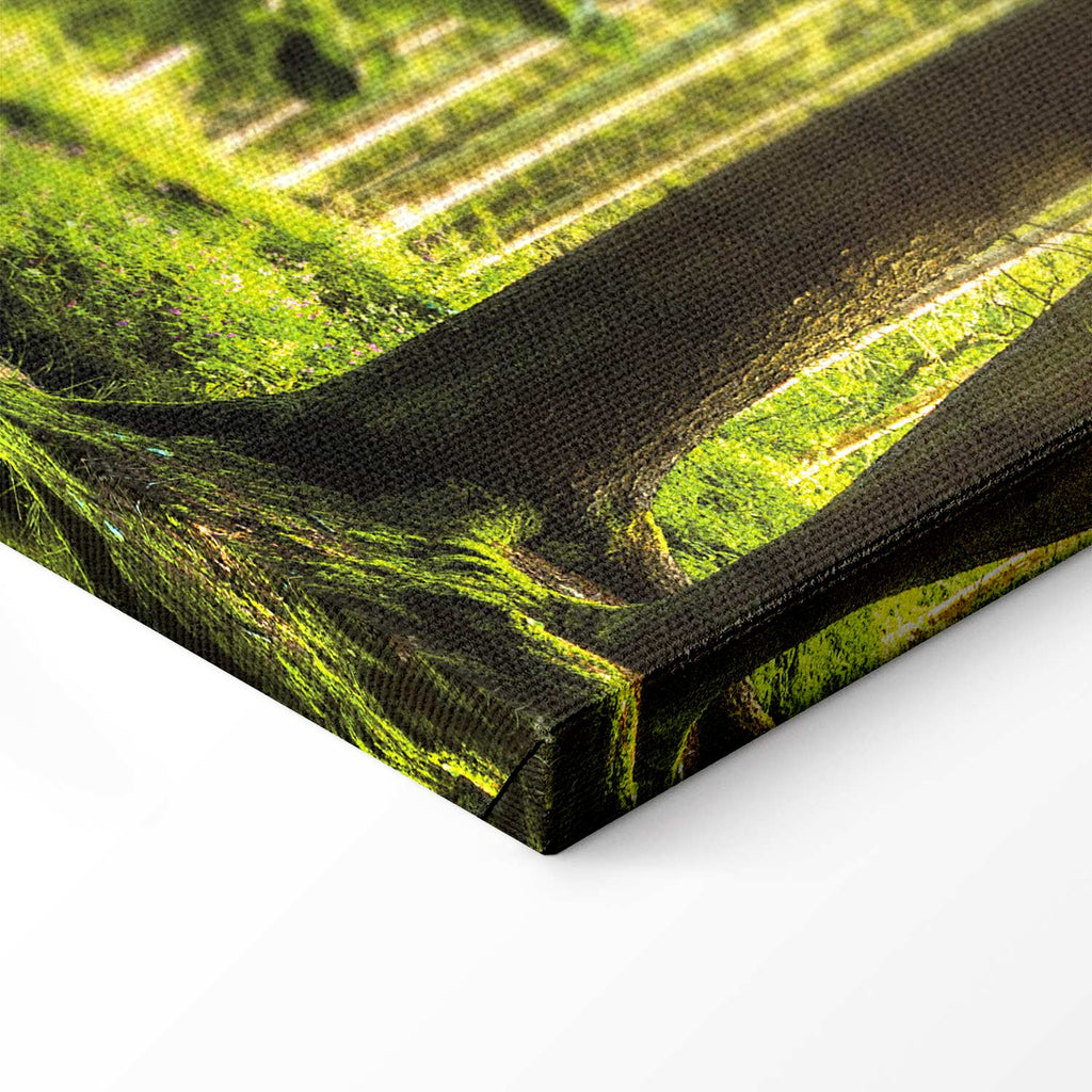 Sunlit Forest Green Landscape Canvas Print