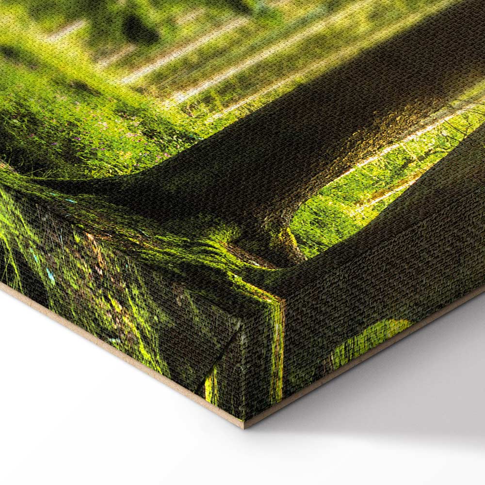 Sunlit Forest Green Landscape Canvas Print