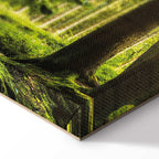 Sunlit Forest Green Landscape Canvas Print